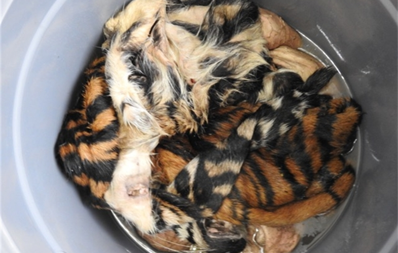 Confiscated Sumatran Tiger skin
